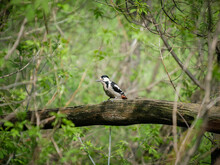 Woodpecker On A Log In The Forest