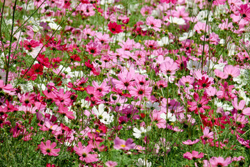 Wall Mural - Pink cosmos flower blooming in the field, beautiful vivid natural summer garden outdoor park image, purple cosmos flower blooming in green background with warm sun light.