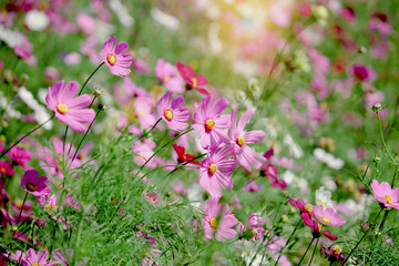 Wall Mural - Pink cosmos flower blooming in the field, beautiful vivid natural summer garden outdoor park image, purple cosmos flower blooming in green background with warm sun light.