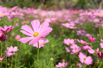 Wall Mural - Sweet pink cosmos flower blooming in the field, beautiful vivid natural summer garden outdoor park image, purple cosmos flower blooming in green background with warm sun light.