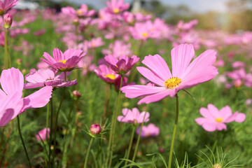 Wall Mural - Sweet pink cosmos flower blooming in the field, beautiful vivid natural summer garden outdoor park image, purple cosmos flower blooming in green background with warm sun light.