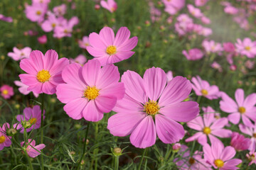 Wall Mural - Sweet pink cosmos flower blooming in the field, beautiful vivid natural summer garden outdoor park image, purple cosmos flower blooming in green background with warm sun light.