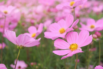 Wall Mural - Sweet pink cosmos flower blooming in the field, beautiful vivid natural summer garden outdoor park image, purple cosmos flower blooming in green background with warm sun light.