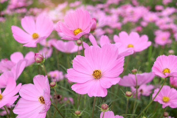 Wall Mural - Sweet pink cosmos flower blooming in the field, beautiful vivid natural summer garden outdoor park image, purple cosmos flower blooming in green background with warm sun light.