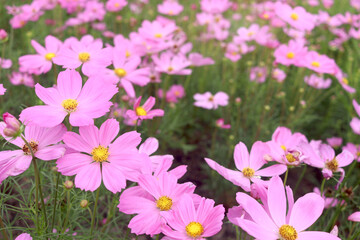 Wall Mural - Sweet pink cosmos flower blooming in the field, beautiful vivid natural summer garden outdoor park image, purple cosmos flower blooming in green background with warm sun light.