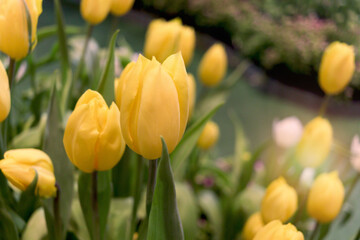 Wall Mural - Yellow tulip flower blooming in the spring garden, soft selective focus