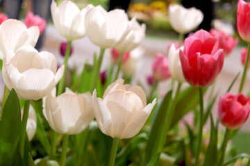 Wall Mural - White tulip flower blooming in the spring natural garden, soft selective focus, tulip flower garden blooming in spring season