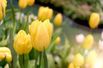 Wall Mural - Yellow tulip flower blooming in the spring natural garden, soft selective focus, tulip flower garden blooming in spring season