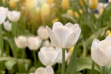 Wall Mural - White tulip flower blooming in the spring natural garden, soft selective focus, tulip flower garden blooming in spring season