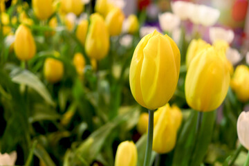 Wall Mural - Yellow tulip flower blooming in the spring natural garden, soft selective focus, tulip flower garden blooming in spring season