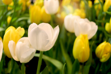 Wall Mural - White and yellow tulip flower blooming in the spring natural garden, soft selective focus, tulip flower garden blooming in spring season
