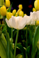 Wall Mural - White and yellow tulip flower blooming in the spring natural garden, soft selective focus, tulip flower garden blooming in spring season