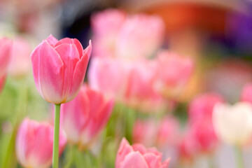 Wall Mural - Sweet pink tulip flower blooming in the spring natural garden, soft selective focus, tulip flower garden blooming in spring season