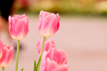 Wall Mural - Sweet pink tulip flower blooming in the spring natural garden, soft selective focus, tulip flower garden blooming in spring season