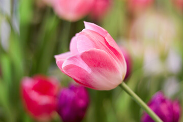Wall Mural - Sweet pink tulip flower blooming in the spring natural garden, soft selective focus, tulip flower garden blooming in spring season
