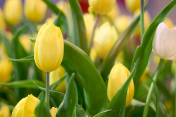 Wall Mural - Yellow tulip flower blooming in the spring natural garden, soft selective focus, tulip flower garden blooming in spring season