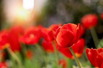Wall Mural - Red tulip flower blooming in the spring natural garden with soft sunlight, soft selective focus, tulip flower garden blooming in spring season