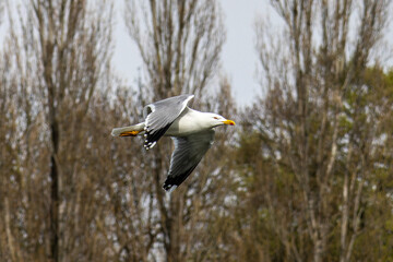 Poster - The European Herring Gull, Larus argentatus is a large gull. Here flying in the air.