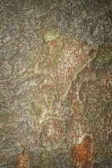 Wall Mural - Closeup of the bark of a sugar maple tree