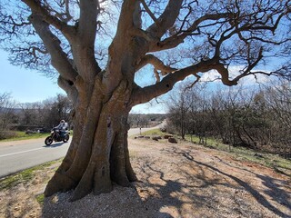 Wall Mural - tree