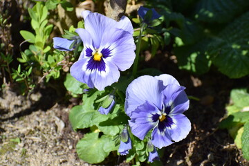 Wall Mural - Light Purple Blooming Pansy