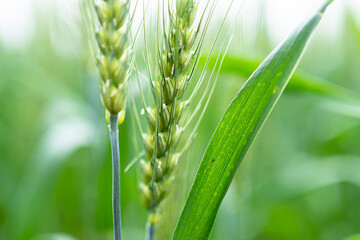 Wall Mural - wheat on the farm