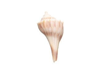 isolated conch shell