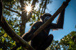 Playful Bonobo in the Canopy. Enchanting image of a bonobo swinging through a sun-kissed canopy against a backdrop of a blue sky. Wildlife concept AI Generative