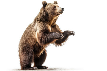 powerful majestic bear pose. impressive picture of a big brown bear standing up on hind legs, isolat