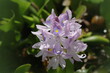 Dickstielige Wasserhyazinthe (Pontederia crassipes, Eichhornia crassipes)
