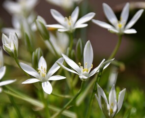 Canvas Print - snowdrops in spring