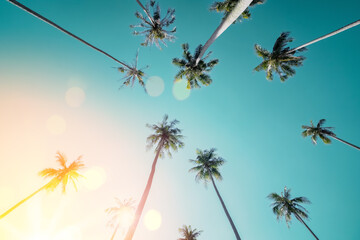 Tropical palm tree with sun light on sunset sky and cloud abstract background.