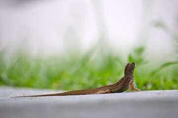 Macro closeup of blown alone lizard warming on summer sun. Anolis sagrei small reptile in native to Florida USA