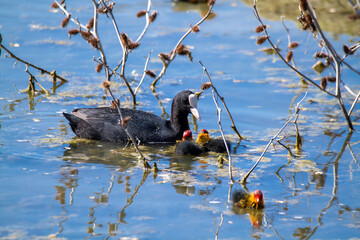 Wall Mural - marsh bird coot with chicks in European lakes