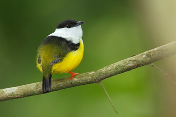 Wall Mural - White-collared-manakin