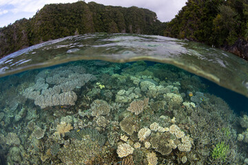 Corals grow right to the edge of a healthy reef drop off in Raja Ampat, Indonesia. This remote part of Indonesia is known for its incredible marine biodiversity.