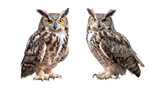Fototapeta Zwierzęta - Great Horned Owl, Bring Your DIY Projects to Life with Great Horned Owl Cutout PNG for Crafts and Graphic Design.  Generative AI.