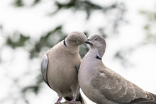 Couple Of Eurasian Collared Dove Or Streptopelia Decaocto In Love On The Green Background, Hello Spring