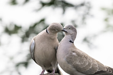 Couple of Eurasian collared dove or Streptopelia decaocto in love on the green background, hello spring