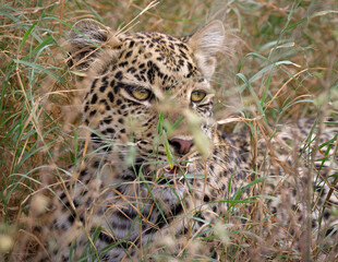 Wall Mural - Leopard, Serengeti, Tanzania 