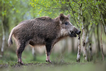 Wall Mural - wild boar ( sus scrofa ) close up