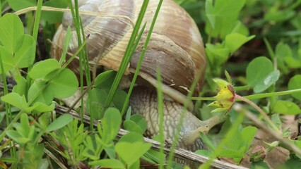 Wall Mural - Fressende Weinbergschnecke (Helix pomatia) in der Wiese