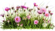 Discover Wild Daisies Blooming in a Lush Natural Field of Green Grass and Pink Spring Flowers Isolated on White Background: Generative AI
