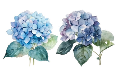 graphic decoration, poster artistic.  sketching hand painted artwork. watercolor hydrangea realistic, greeting hydrangea blue, flora design, watercolor illustration