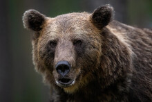 Portrait Of Brown Bear In The Forest