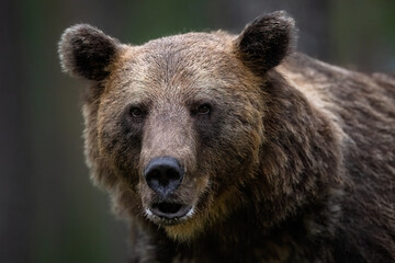 Wall Mural - portrait of brown bear in the forest