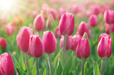 Fototapeta Tulipany - Kwiaty tulipany, tapeta