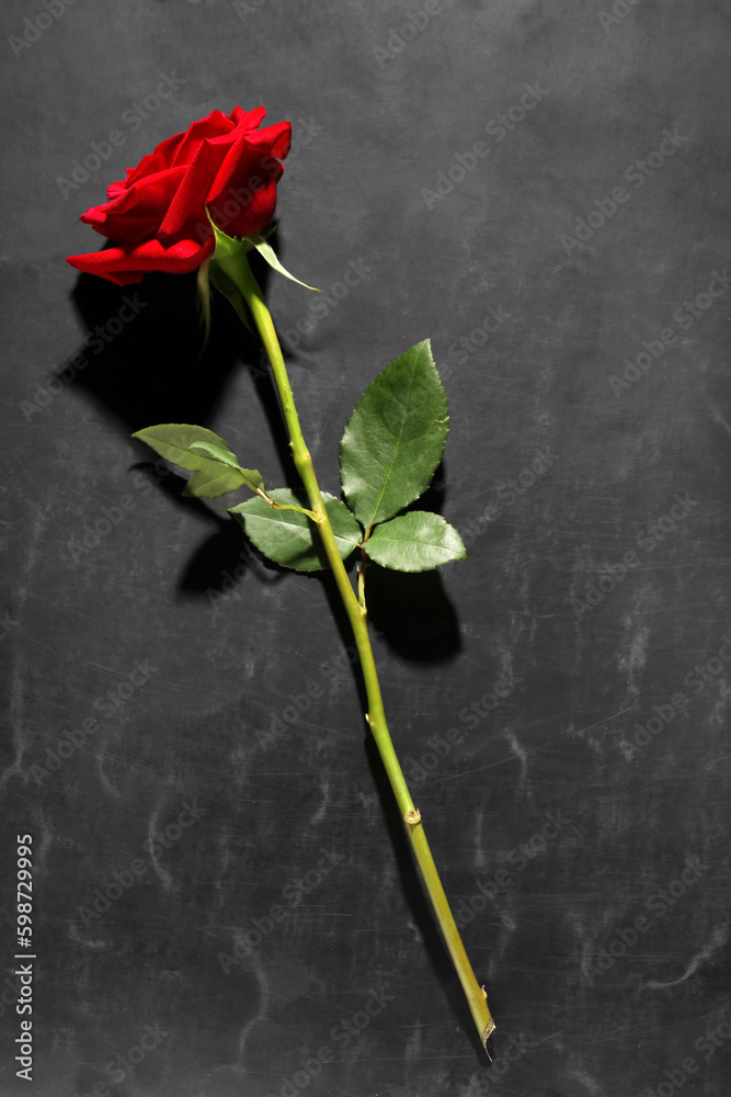 Beautiful red rose on black background