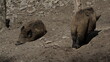 Dzik euroazjatycki– gatunek dużego, lądowego ssaka łożyskowego z rodziny świniowatych.  Jest jedynym przedstawicielem dziko żyjących świniowatych w Europie. Dzik jest popularnym zwierzęciem łownym.