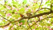 canvas print picture Robin and Young on a Branch